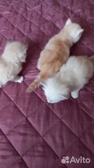 Котятки в добрые руки