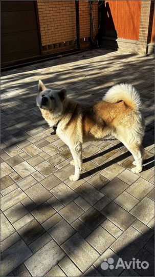 Брусчатка тротуарная плитка от завода от 120 м2