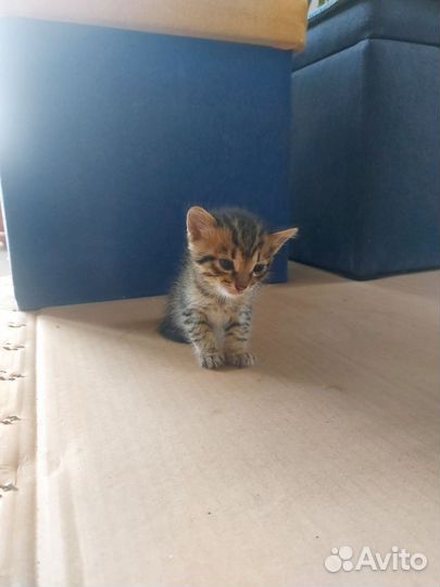 Котята в добрые руки бесплатно