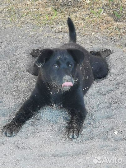 Отдам в добрые руки щенков