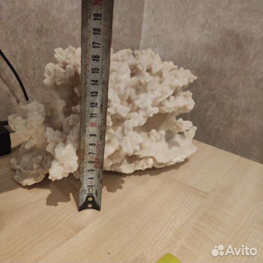 Корал для аквариума