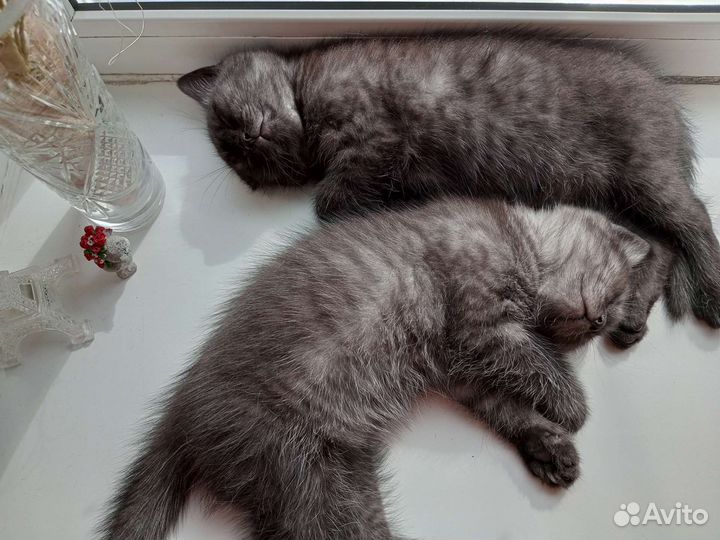 Отдаём котят в добрые руки)