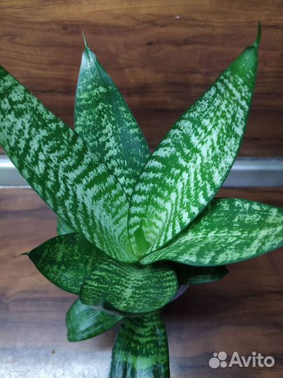 Сансевиерия