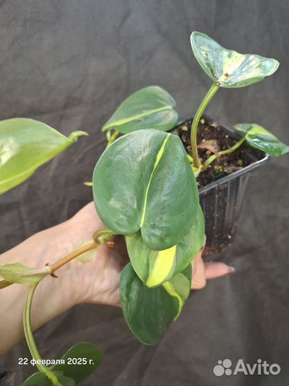 Филодендрон бразил