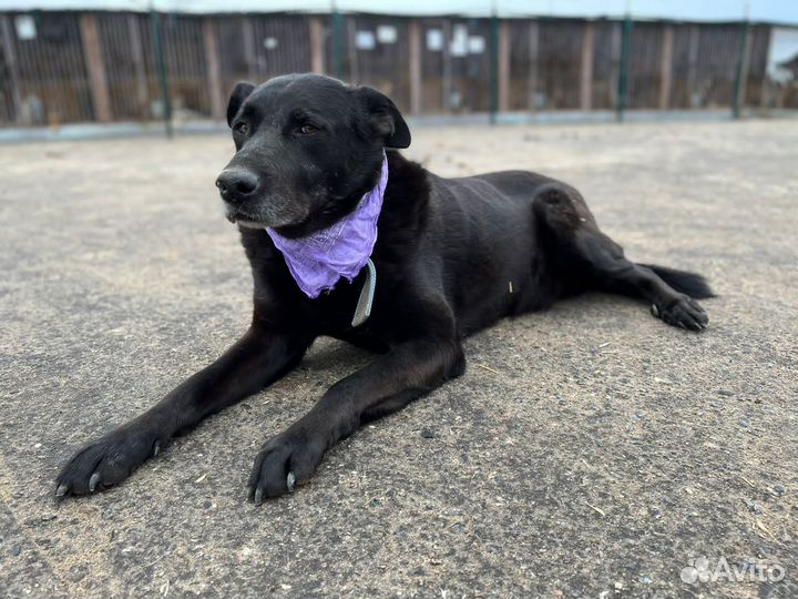 Добрый пес в добрые руки