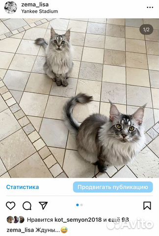 Кошка и кот мейн-кун объявление продам