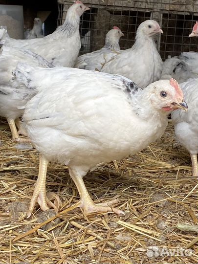 Цыплята серебрянки