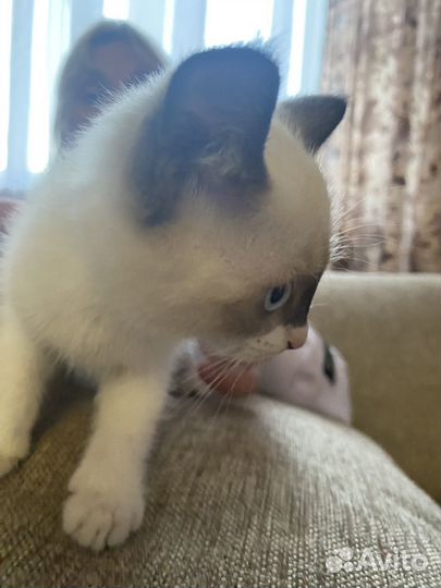 Кошка в дар