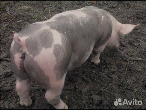 Поросята породы пьетрен.Дюрок+ петрен