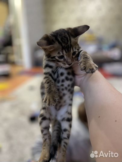 Бенгальские котята