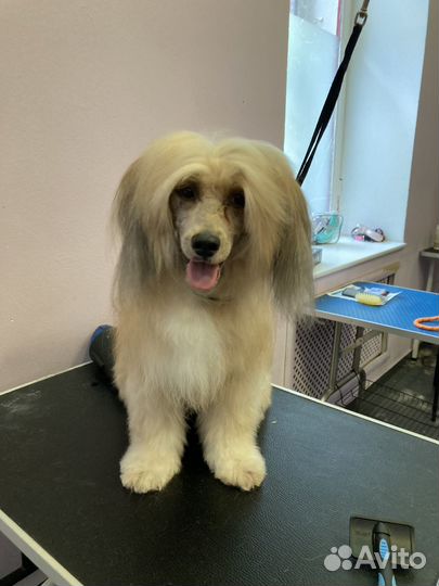 Груминг собак