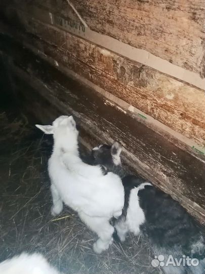 Продам козочек