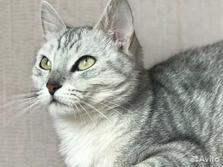 Кошка бесплатно