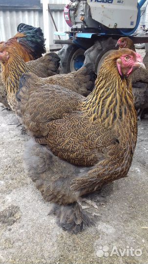 Инкубационное яйцо брама