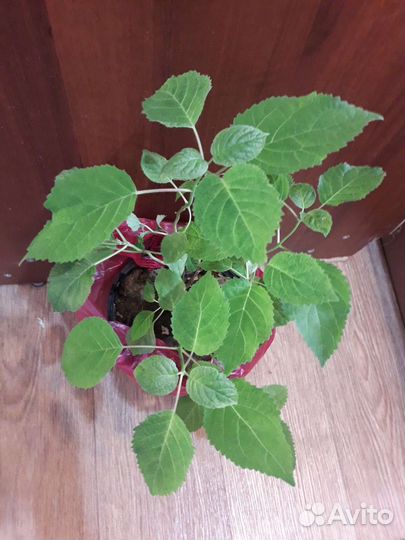 Гортензия, хризантемы