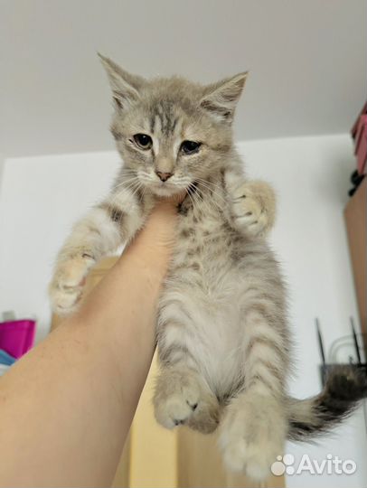 Котенок-спасеныш 2 мес ищет дом