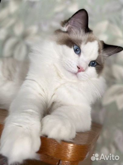 Вязка рэгдолл кот