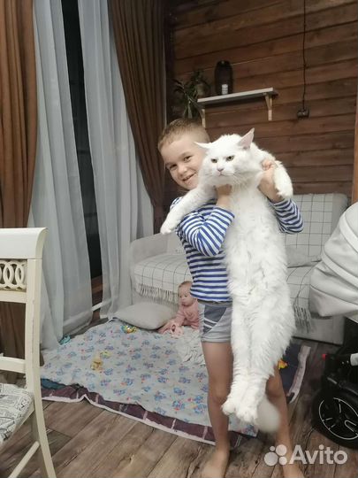 Мейн-кун вязка