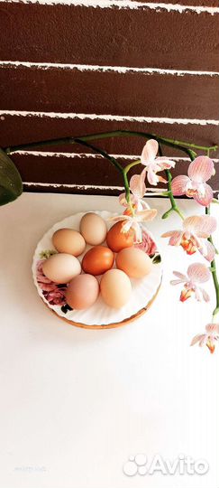 Домашние куриные яйца,от молодых курочек