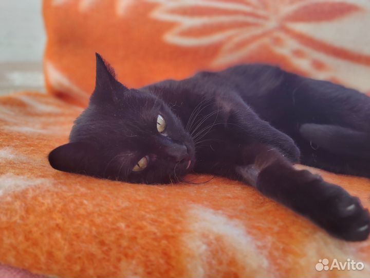 Кошка