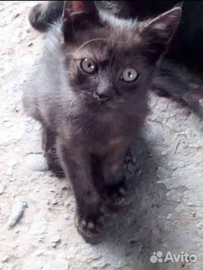 Отдам котят в добрые руки