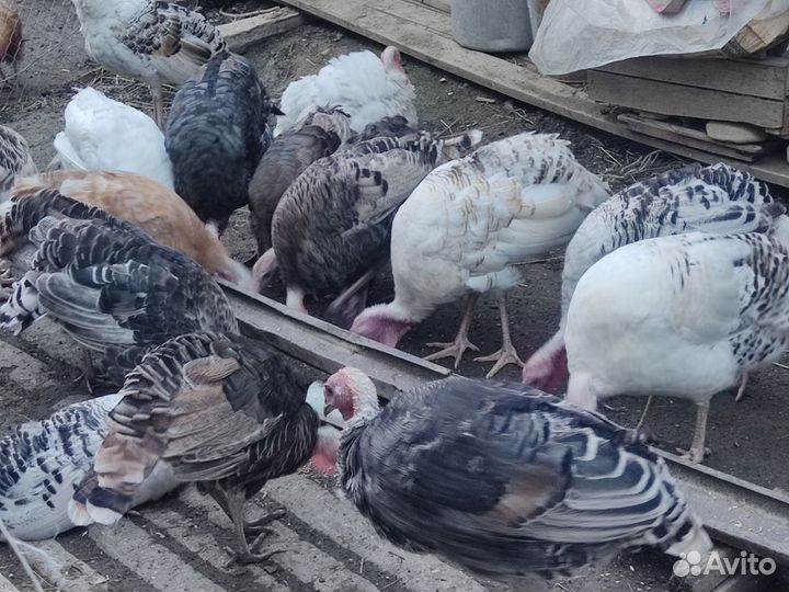 Индюки индюшата