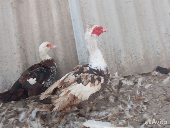 Мускусные утки