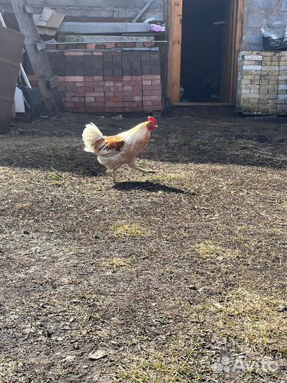 Молодые петухи