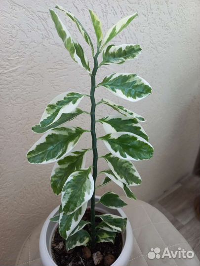 Педилантус