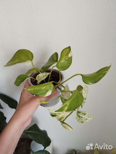 Сциндапсус эпипремнум