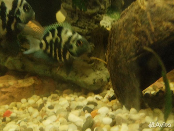 Сапфировый попугай нерестовый