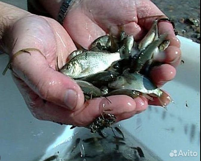 Малек живец