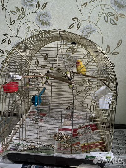 Попугай с клеткой