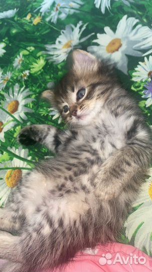 Шотландская кошка