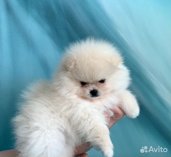 Щенки шпица