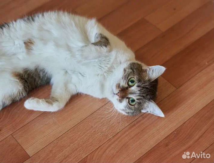 Кошка в дар бесплатно