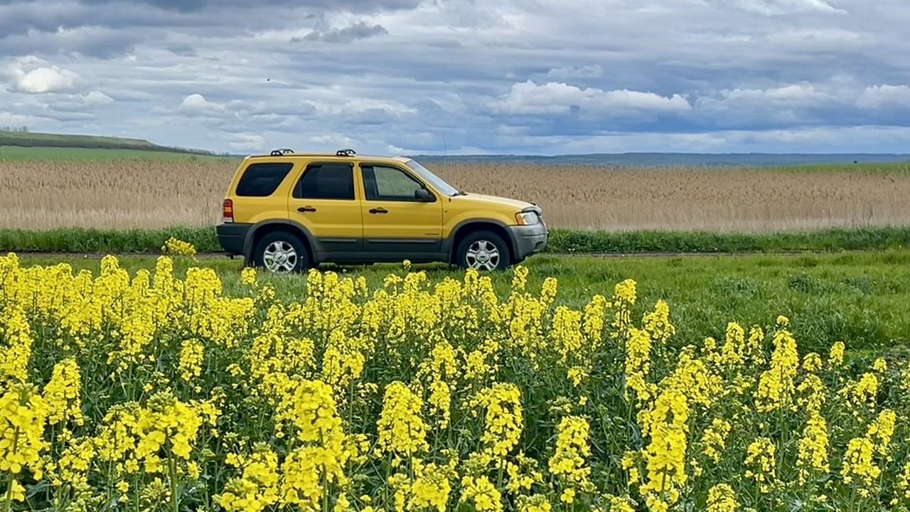 Ford Escape: фото владельца