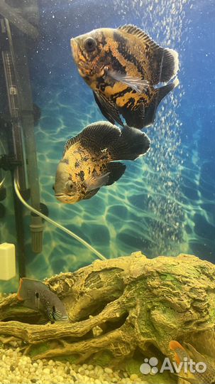 Аквариумные рыбки