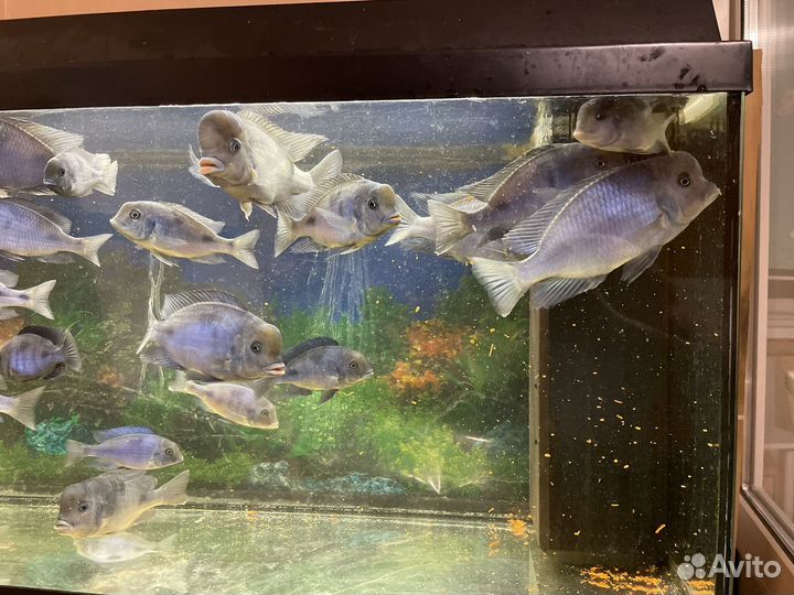 Рыбка голубой дельфин