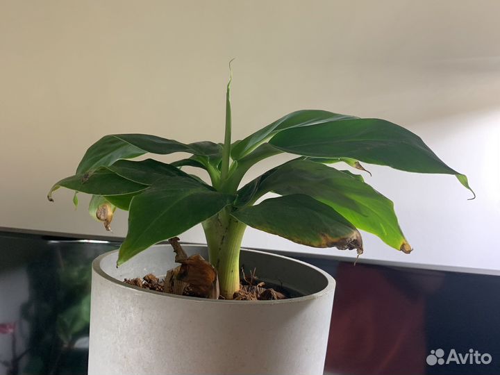 Комнатный банан киевский карлик