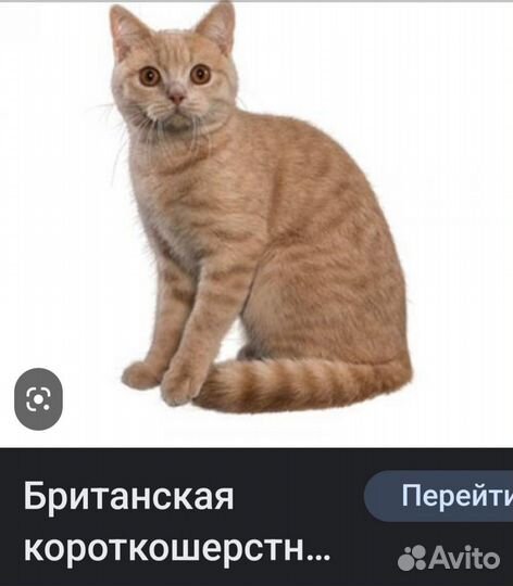 Домашние животные котята