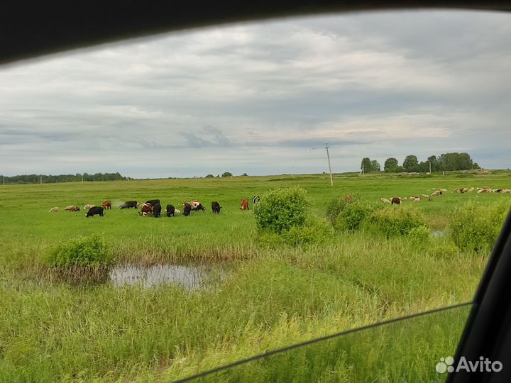 Стадо коров, быки, тёлки,телята. Овцы