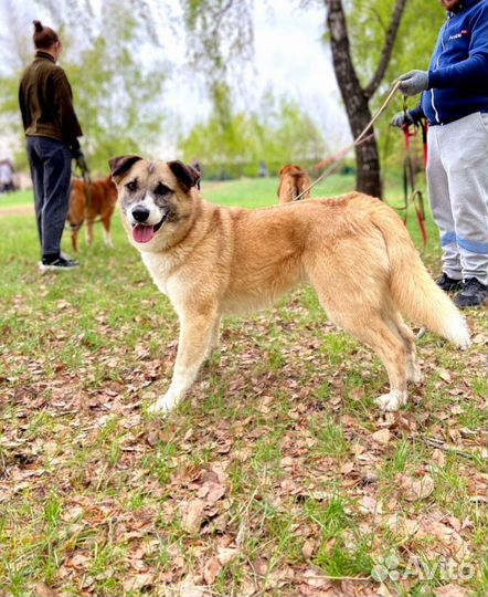 Спасите Батошу из приюта