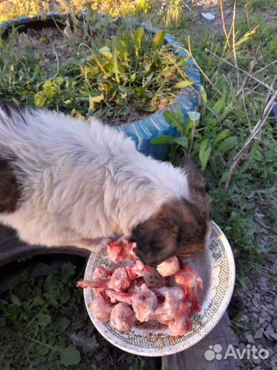 Отдадим в дар щенков