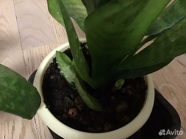 Сансевиерия ханни