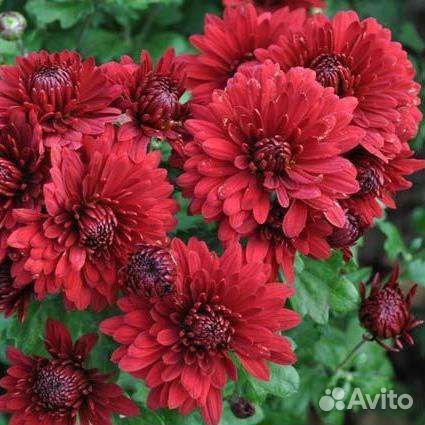 Хризантемы на посадку