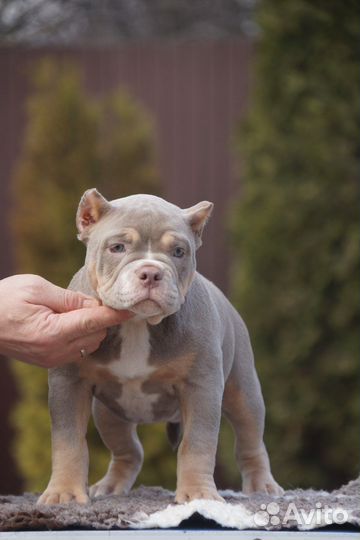 Американский булли дочь Папая
