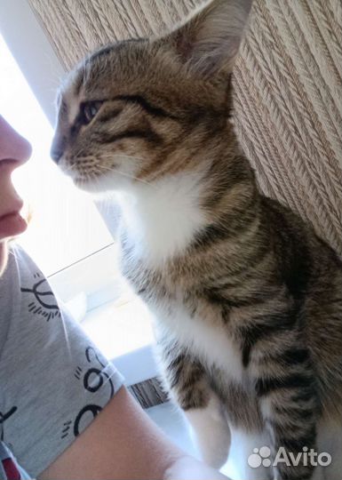 Котик и кошка в дар