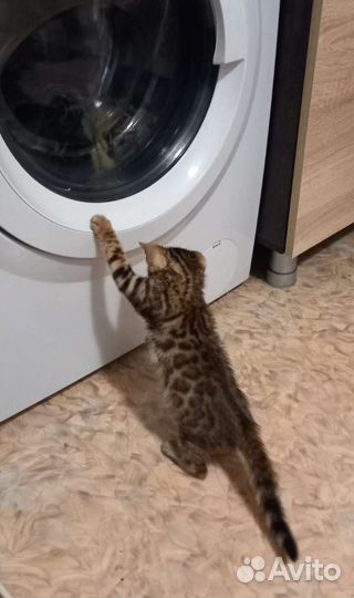 Бенгальская