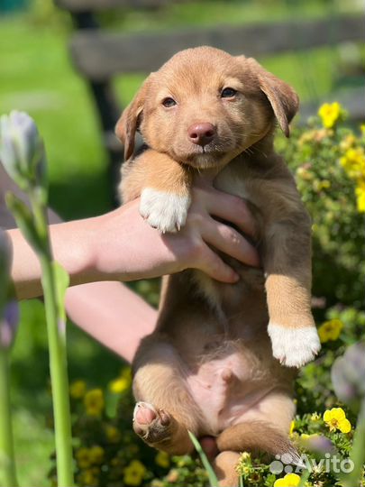 Щенки в добрые руки